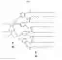 Fig. 04 - DENDRITIC POLYMERS FOR USE AS SURFACE MODIFICATION AGENTS