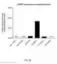 Fig. 05 - Ex vivo proliferation of epithelial cells