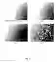 Fig. 11 - Ex vivo proliferation of epithelial cells