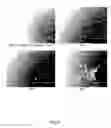 Fig. 12 - Ex vivo proliferation of epithelial cells