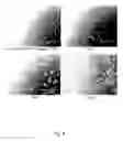 Fig. 13 - Ex vivo proliferation of epithelial cells
