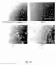 Fig. 14 - Ex vivo proliferation of epithelial cells
