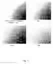 Fig. 15 - Ex vivo proliferation of epithelial cells