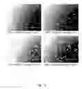 Fig. 17 - Ex vivo proliferation of epithelial cells