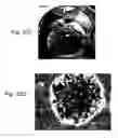 Fig. 37 - Ex vivo proliferation of epithelial cells