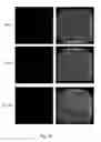 Fig. 41 - Ex vivo proliferation of epithelial cells