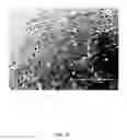 Fig. 42 - Ex vivo proliferation of epithelial cells