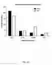 Fig. 43 - Ex vivo proliferation of epithelial cells