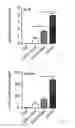 Fig. 10 - Generating hepatocytes