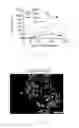 Fig. 15 - Generating hepatocytes