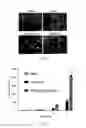 Fig. 23 - Generating hepatocytes