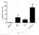 Fig. 27 - Generating hepatocytes