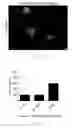 Fig. 32 - Generating hepatocytes