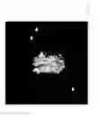 Fig. 33 - Generating hepatocytes