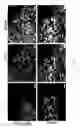Fig. 40 - Generating hepatocytes