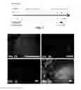 Fig. 02 - Methods of differentiating preadipocytes and uses thereof