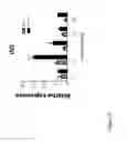 Fig. 06 - Methods of obtaining pancreatic endocrine cells