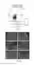 Fig. 08 - Reprogramming methods and cell culture platforms