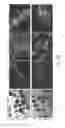 Fig. 18 - Reprogramming methods and cell culture platforms