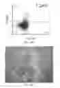 Fig. 35 - Reprogramming methods and cell culture platforms