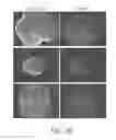 Fig. 41 - Reprogramming methods and cell culture platforms