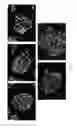Fig. 80 - Reprogramming methods and cell culture platforms