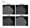 Fig. 09 - Methods and products for transfection