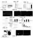 Fig. 09 - Regeneration of a functional pulmonary vascular bed