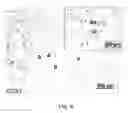 Fig. 10 - Regeneration of a functional pulmonary vascular bed