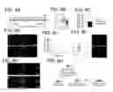Fig. 11 - Regeneration of a functional pulmonary vascular bed