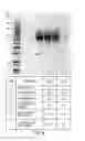 Fig. 09 - Methods and compositions for treatment of Hunter syndrome