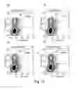 Fig. 20 - Preparation of libraries of protein variants expressed in eukaryotic cells and use for selecting binding molecules