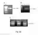 Fig. 33 - Preparation of libraries of protein variants expressed in eukaryotic cells and use for selecting binding molecules