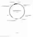 Fig. 08 - Genetically modified microorganism for improved production of fine chemicals on sucrose