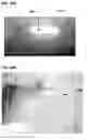 Fig. 19 - PROCESSING OF POLYNUCLEOTIDES