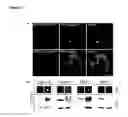 Fig. 03 - FLUORESCENT TWO-HYBRID (F2H) ASSAY FOR DIRECT VISUALIZATION OF PROTEIN INTERACTIONS IN LIVING CELLS