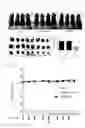 Fig. 10 - RNA sequence having anti-tumour activity