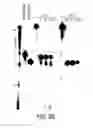 Fig. 05 - Cell-type specific aptamer-siRNA delivery system for HIV-1 therapy