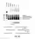 Fig. 07 - Cell-type specific aptamer-siRNA delivery system for HIV-1 therapy