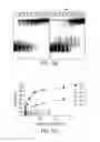 Fig. 16 - Cell-type specific aptamer-siRNA delivery system for HIV-1 therapy