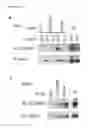 Fig. 04 - ANTAGONISTS OF SLC38A9 AND THEIR USE IN THERAPY
