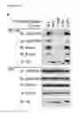 Fig. 13 - ANTAGONISTS OF SLC38A9 AND THEIR USE IN THERAPY