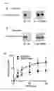 Fig. 14 - ANTAGONISTS OF SLC38A9 AND THEIR USE IN THERAPY