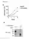 Fig. 24 - ANTAGONISTS OF SLC38A9 AND THEIR USE IN THERAPY