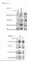 Fig. 27 - ANTAGONISTS OF SLC38A9 AND THEIR USE IN THERAPY