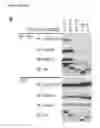 Fig. 30 - ANTAGONISTS OF SLC38A9 AND THEIR USE IN THERAPY