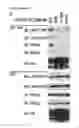 Fig. 31 - ANTAGONISTS OF SLC38A9 AND THEIR USE IN THERAPY
