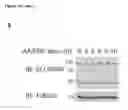 Fig. 35 - ANTAGONISTS OF SLC38A9 AND THEIR USE IN THERAPY
