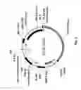 Fig. 05 - Compositions and methods for high efficiency in vivo genome editing