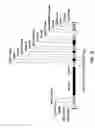 Fig. 17 - Compositions and methods for high efficiency in vivo genome editing